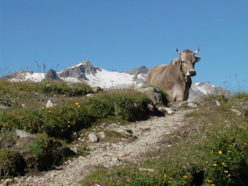 Diese Einfache Unterkunft- Bergheimat Ist Nur Fuer Backpacker- Rucksacktouristen Und Radfahrer - Huettenfeeling Im Backpackerhoues- Ganz Einfach - Ganz Unkompliziert - Ganz Relaxd Vila Linthal Exterior foto